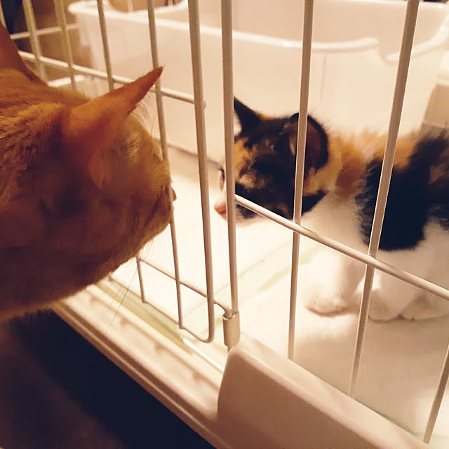 chisaviさんの実例写真