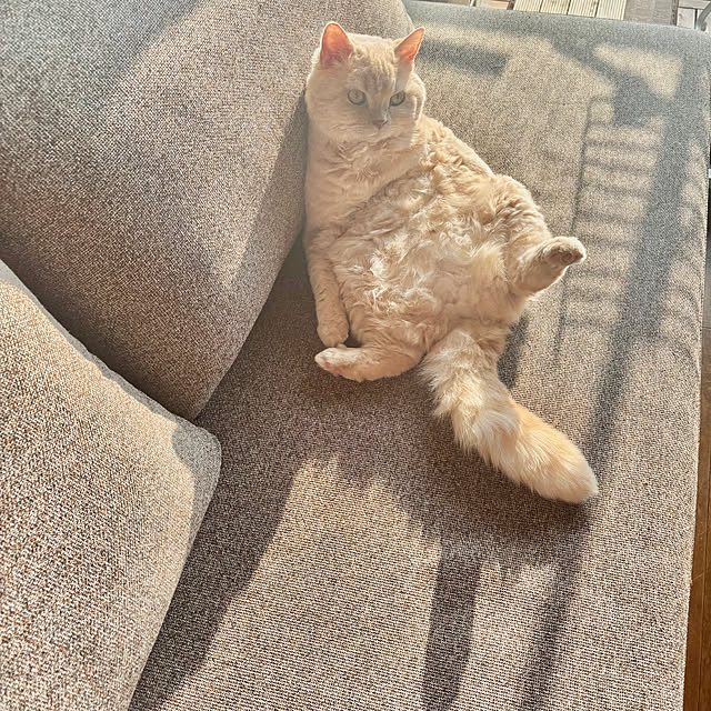 naokoさんの実例写真