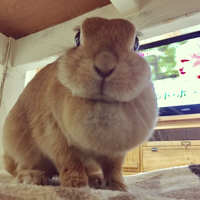 hanamari31さんの実例写真