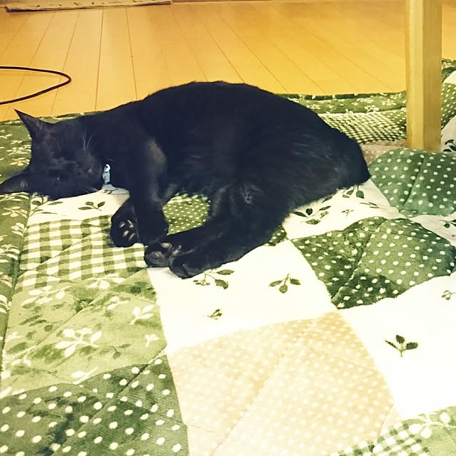 udonさんの実例写真