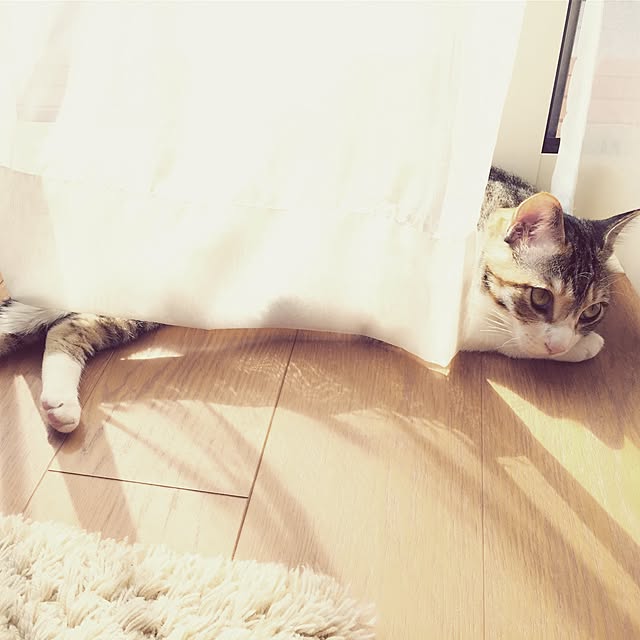 Yukikoさんの実例写真