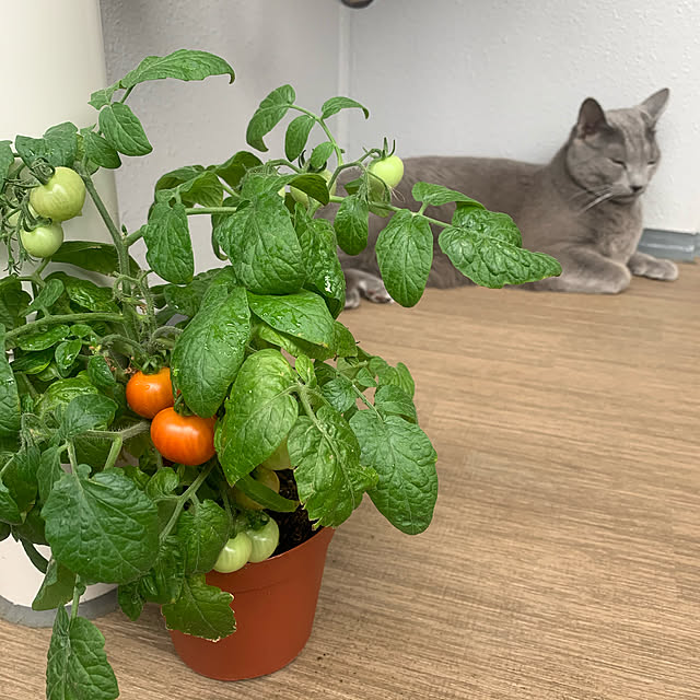 sayuuuさんの実例写真