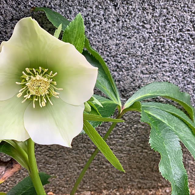 h_home.hさんの実例写真