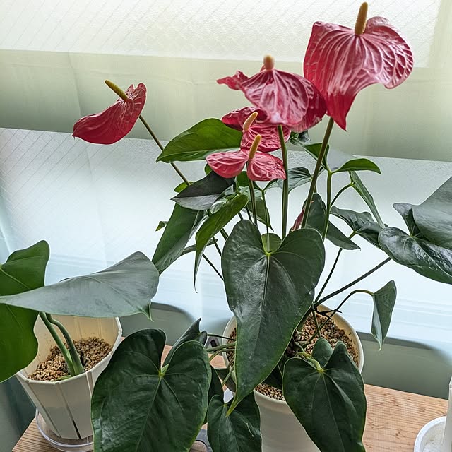 kolo92さんの実例写真