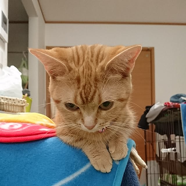 shinobuさんの実例写真