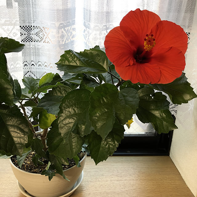 mocoさんの実例写真