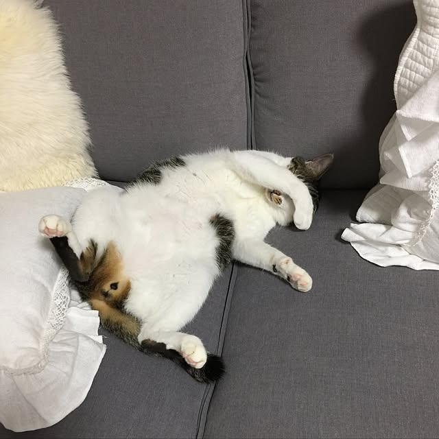 yuchiさんの実例写真