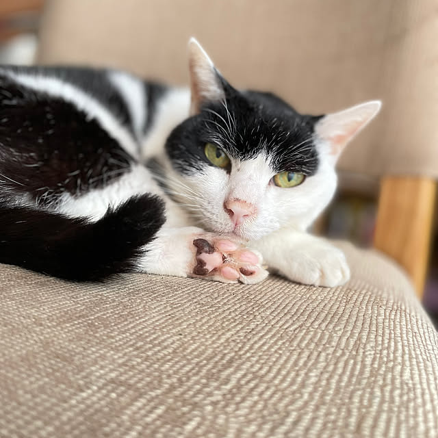 nekosamaさんの部屋