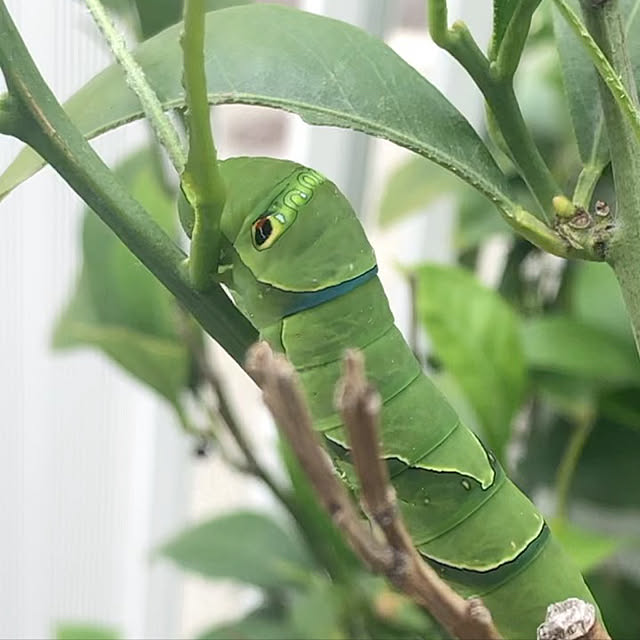 moyuhiさんの実例写真