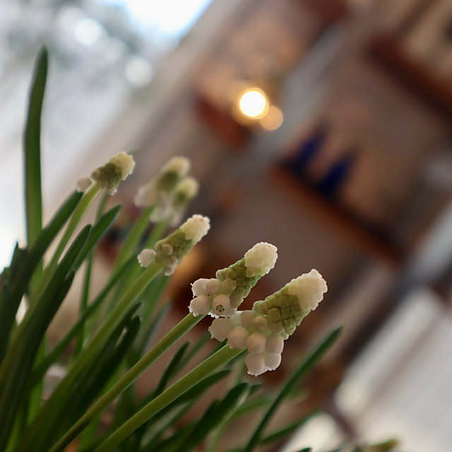 glassflowerさんの実例写真