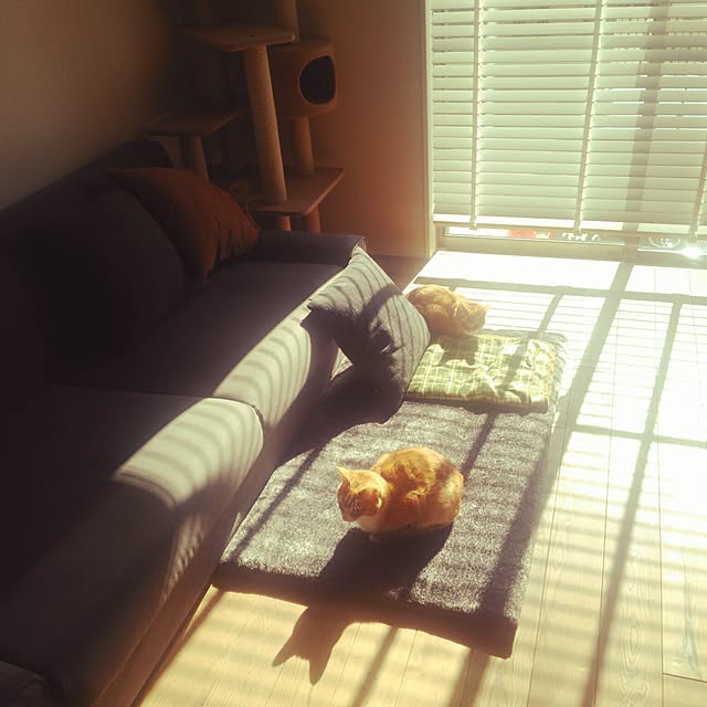 ramoraさんの実例写真