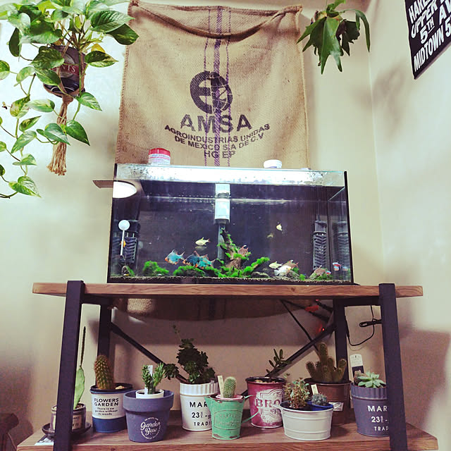 部屋全体/多肉植物/男前/観葉植物のインテリア実例 - 2022-12-30 23:52:59