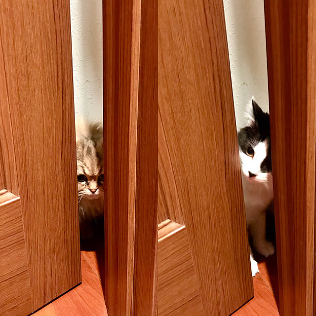 butachanさんの実例写真