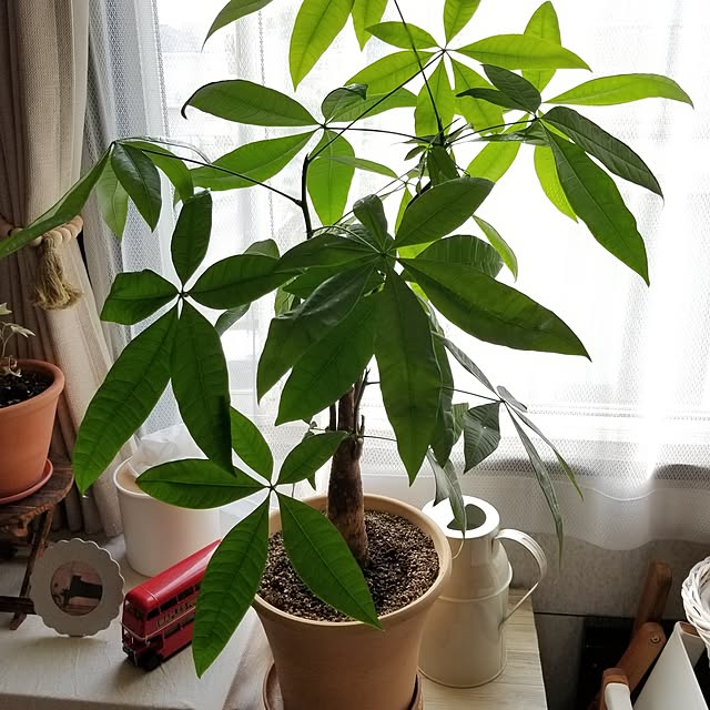 midoriさんの部屋