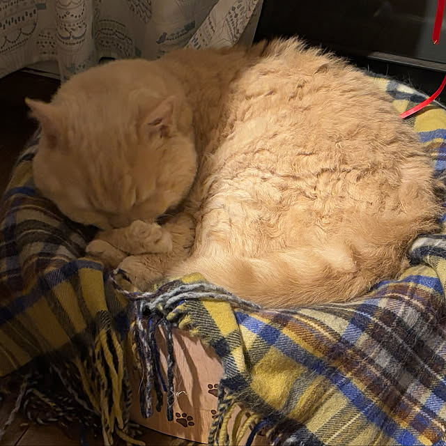 naokoさんの部屋