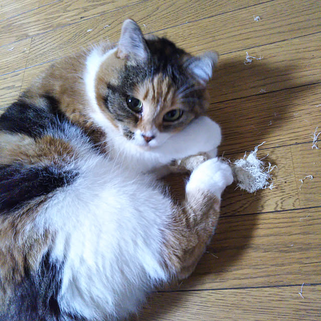 yukieさんの実例写真