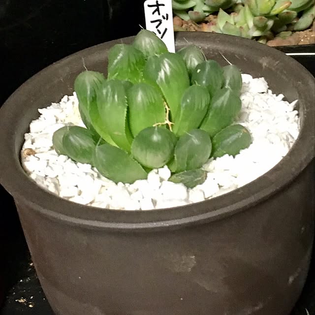 pinさんの実例写真
