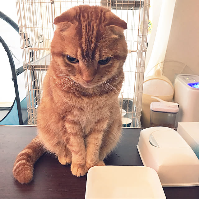 randebuさんの実例写真