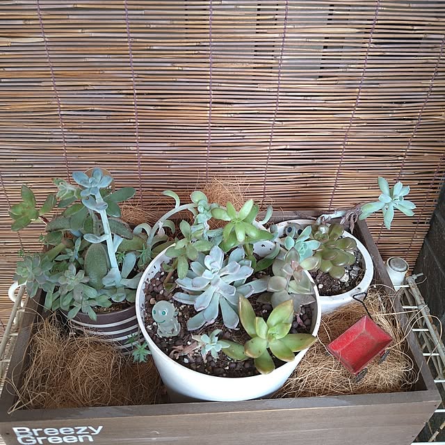 ameamekaasanさんの部屋