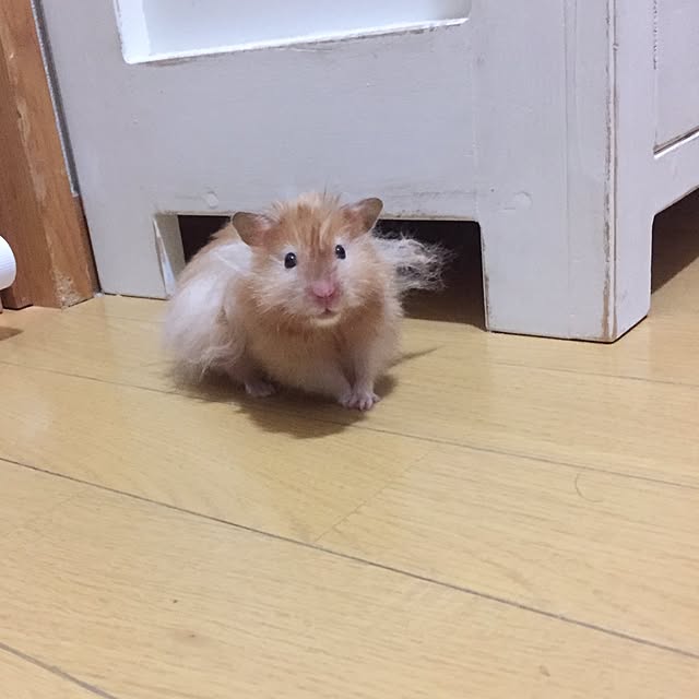 emiさんの実例写真