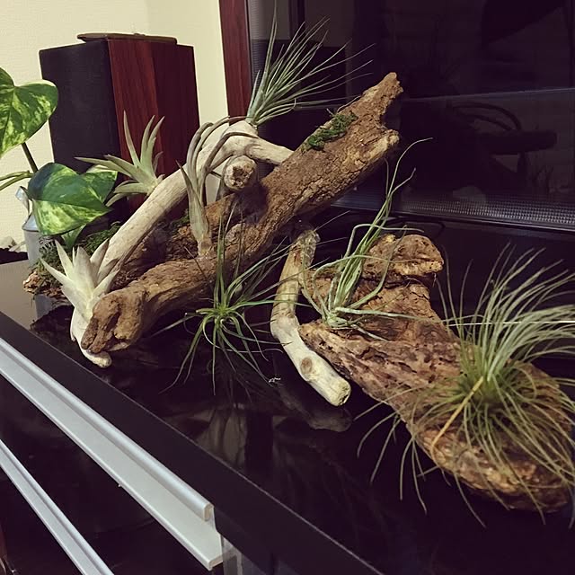 机/観葉植物のインテリア実例 - 2017-04-18 21:37:03