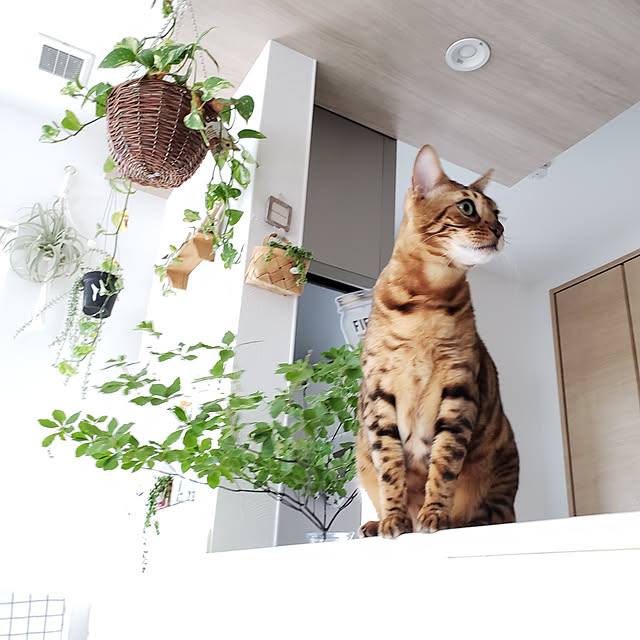 megu.catさんの実例写真