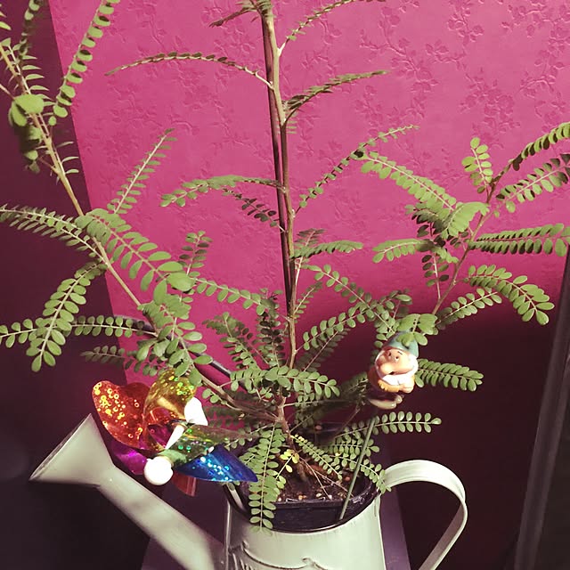 部屋全体/ドラゴンゴールド❤︎/キャバクラなみの壁紙。笑/観葉植物のインテリア実例 - 2015-12-21 23:52:57