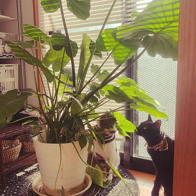 jijiさんの実例写真