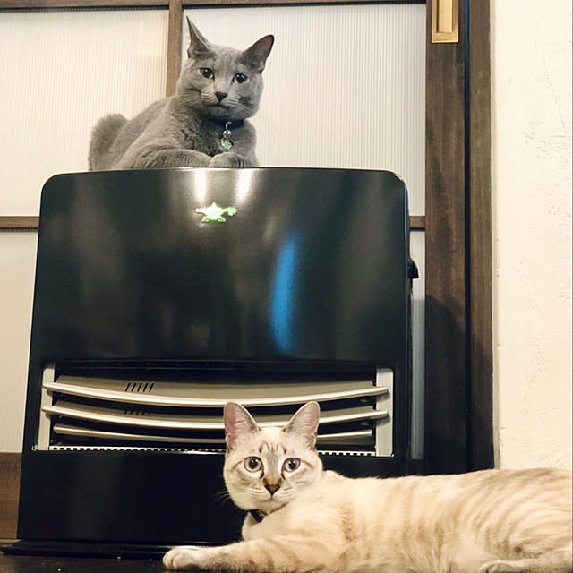 capelさんの実例写真