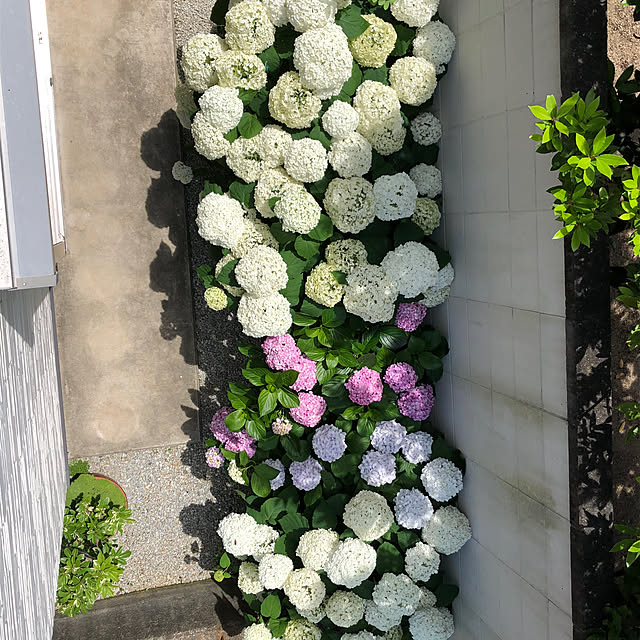 mayoさんの部屋