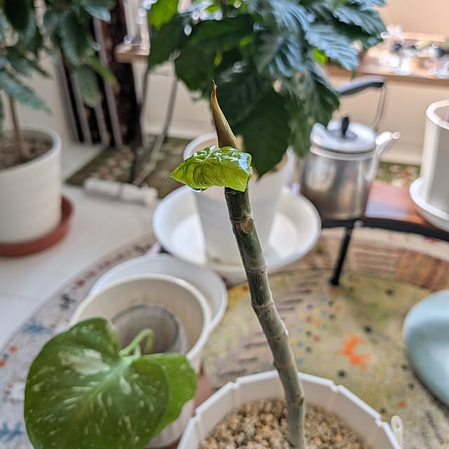 kolo92さんの実例写真