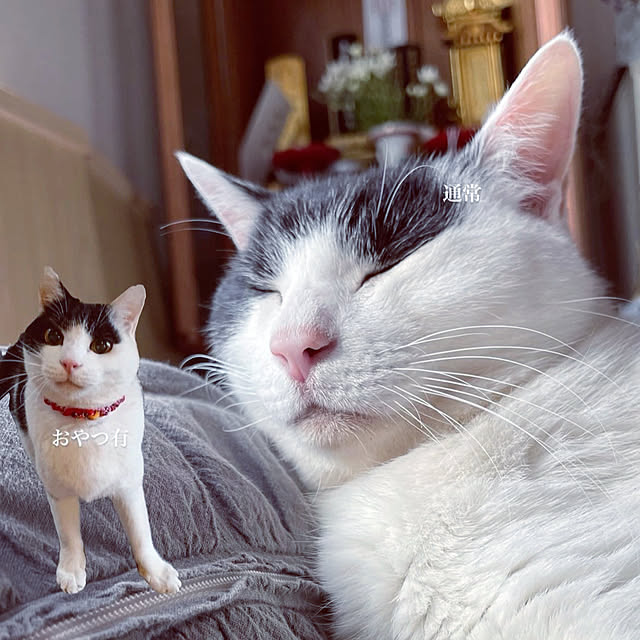 nekosamaさんの実例写真