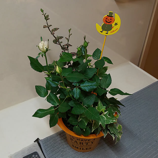KOHAKUさんの実例写真