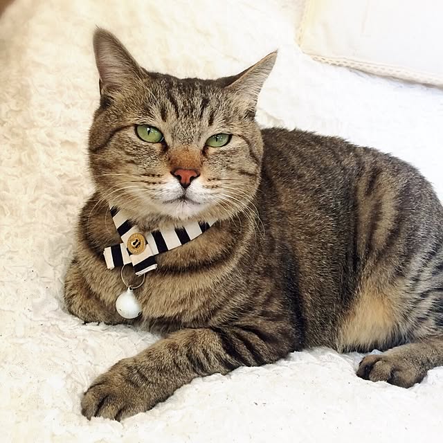 kotajiroさんの実例写真