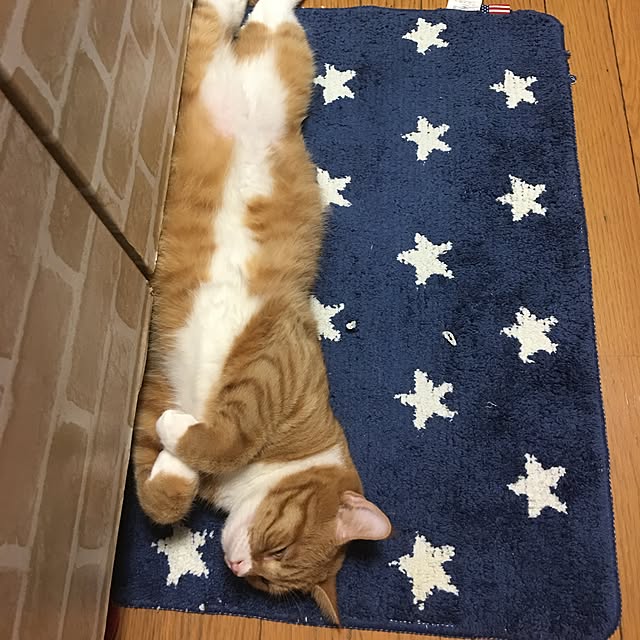 CATさんの実例写真