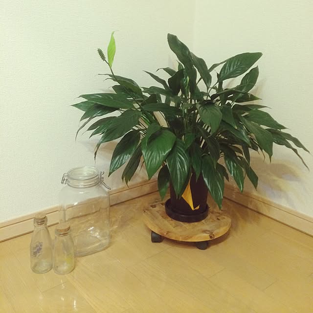 miSaさんの実例写真