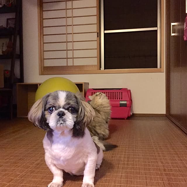 butachanさんの実例写真