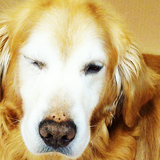 shelly-1227さんの実例写真