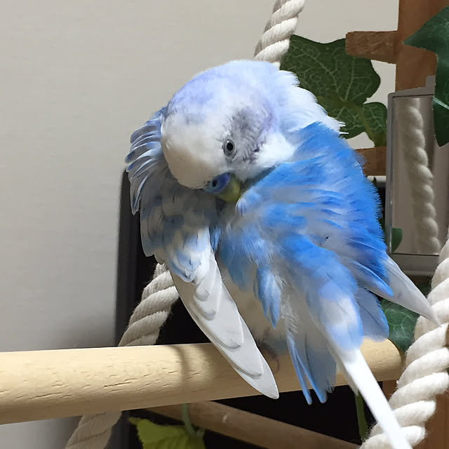 toratanさんの実例写真