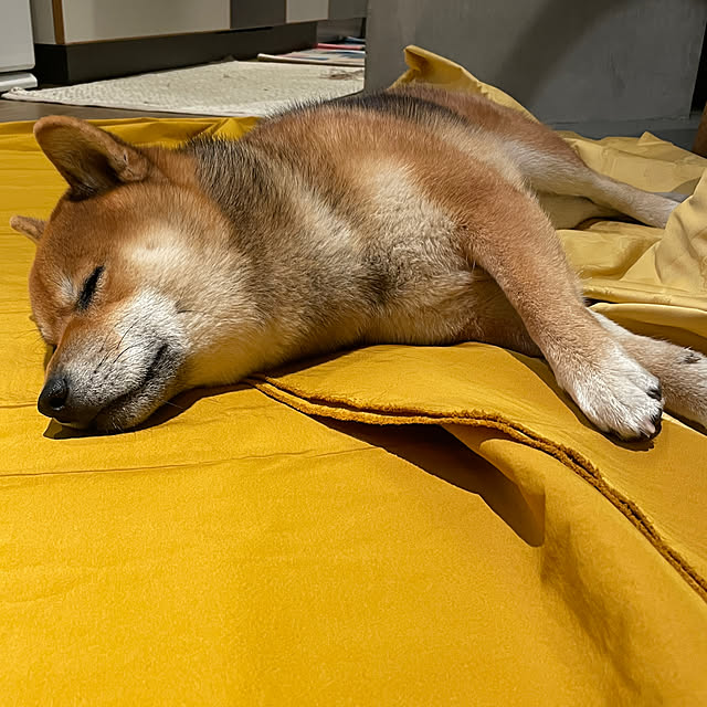 r_i_c_aさんの実例写真