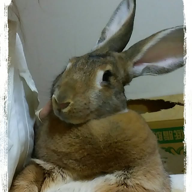 Mikaさんの実例写真