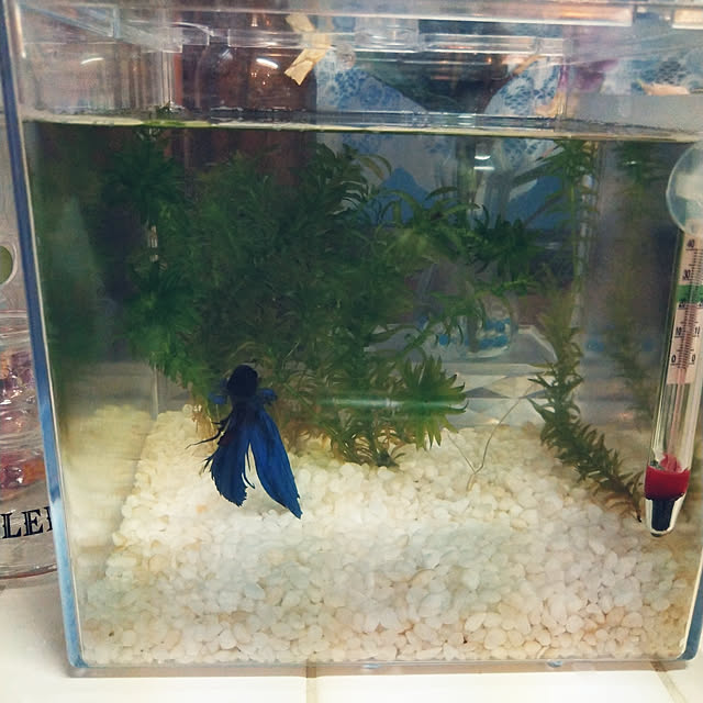 Tさんの実例写真