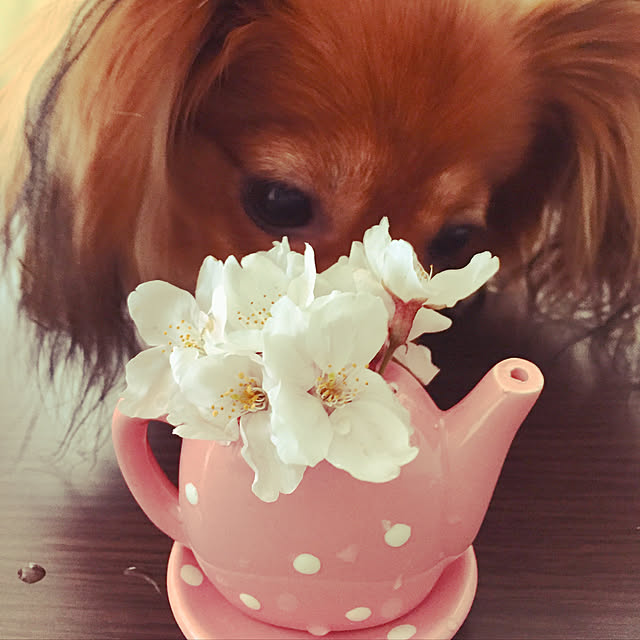 toratanさんの実例写真