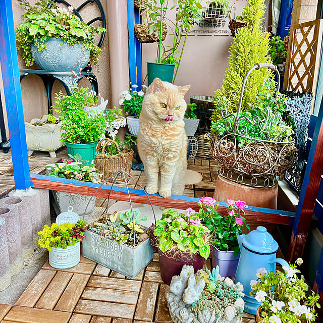 naokoさんの部屋