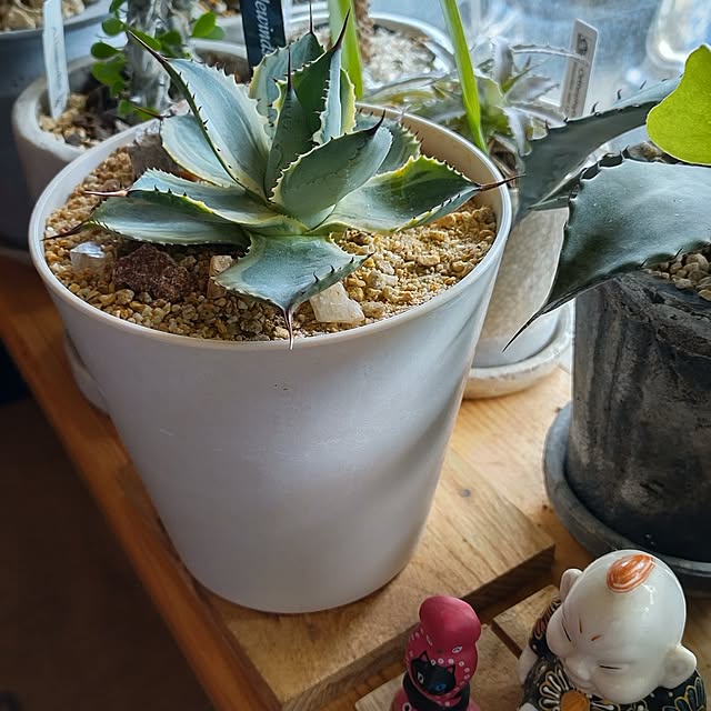 t.yumiさんの実例写真