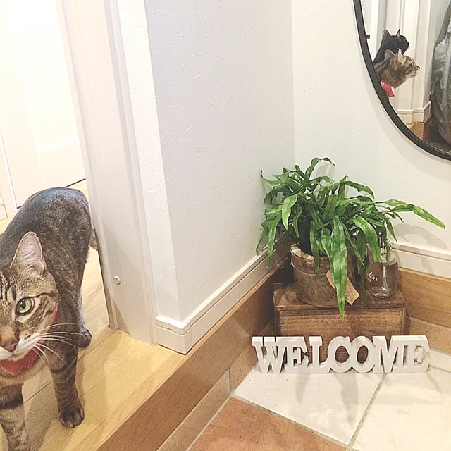 lovecatさんの実例写真