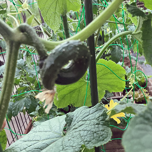 usako66さんの実例写真