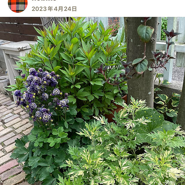 nobikoさんの部屋