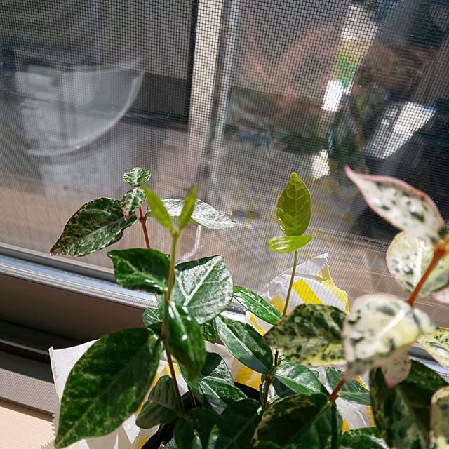 KOHAKUさんの実例写真