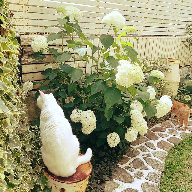 sawaさんの実例写真